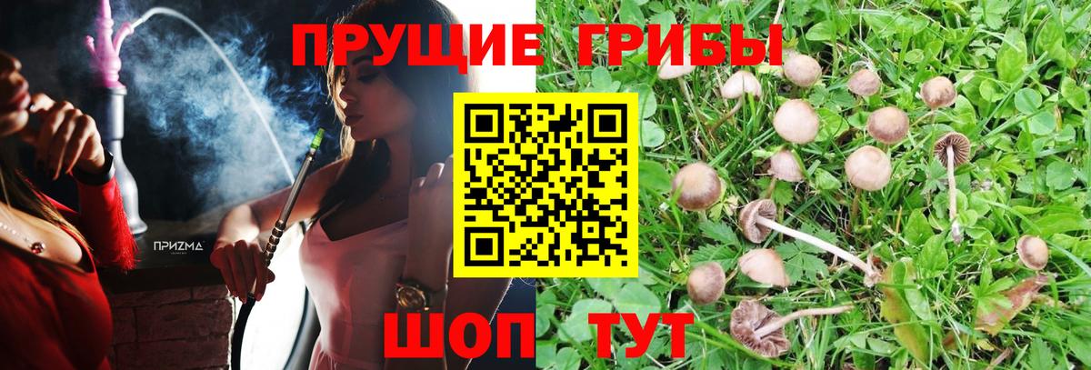Галлюциногенные грибы GOLDEN TEACHER  купить наркоту  Вход с VPN  Видное  Псилоцибиновые грибы Magic Shrooms 